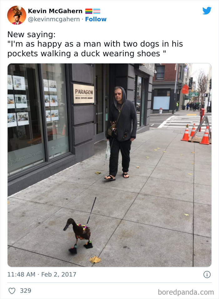 A Man With Two Dogs In His Pockets, Walking A Duck Wearing Shoes