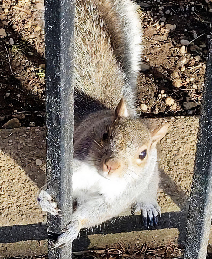 My Little Squirrel Friend When Her Fur Is More Fluffy