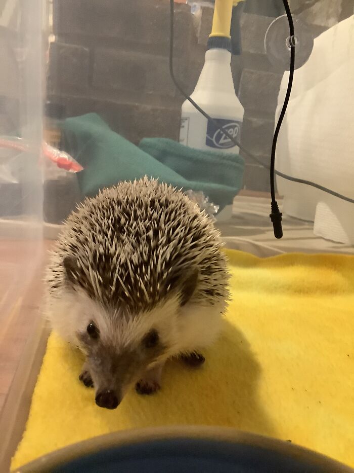 My Hedgehog In A Rare State Of Not Angry For Whatever Reason