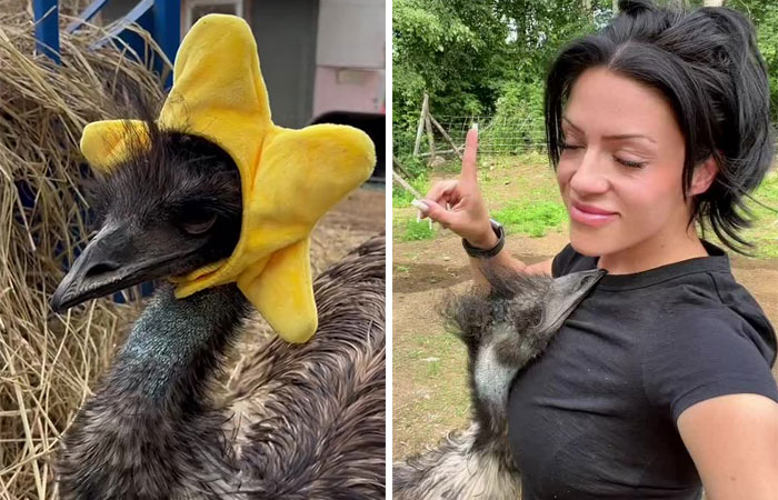 The Internet’s Most Famous Karen Is An Emu Out To Get Her Owner, With Her Antics Captured In An Ongoing Series Of Videos