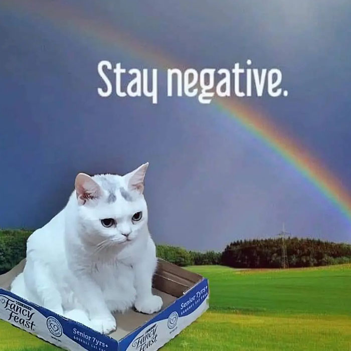 Sassiest Dwarf Kitten Comes Into Woman's Home, Steals Her Heart And Becomes Internet Sensation Sassiest Dwarf Kitten Comes Into Woman's Home, Steals Her Heart And Becomes Internet Sensation