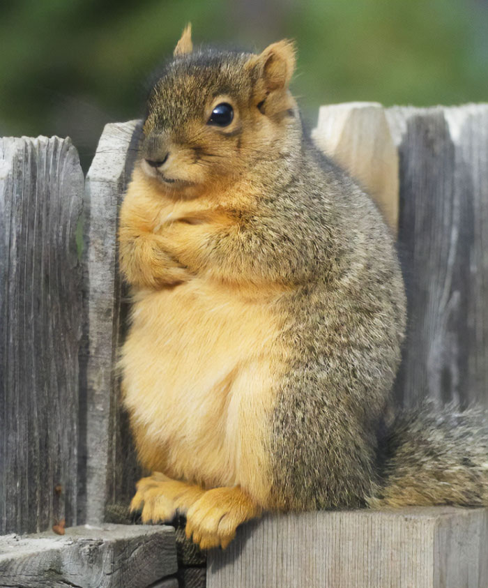 Photo of defiant squirrel 