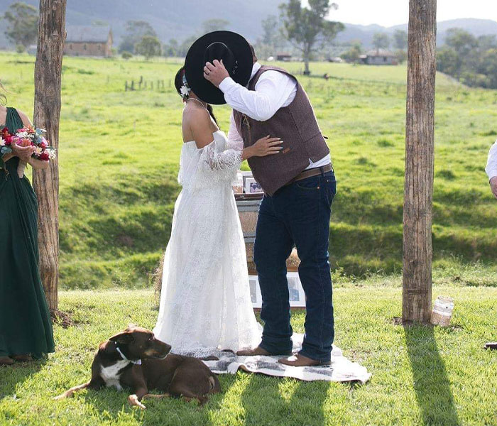 Dog Goes Viral For Photobombing Its Owners’ Wedding Picture, Others Share Their Own Pics