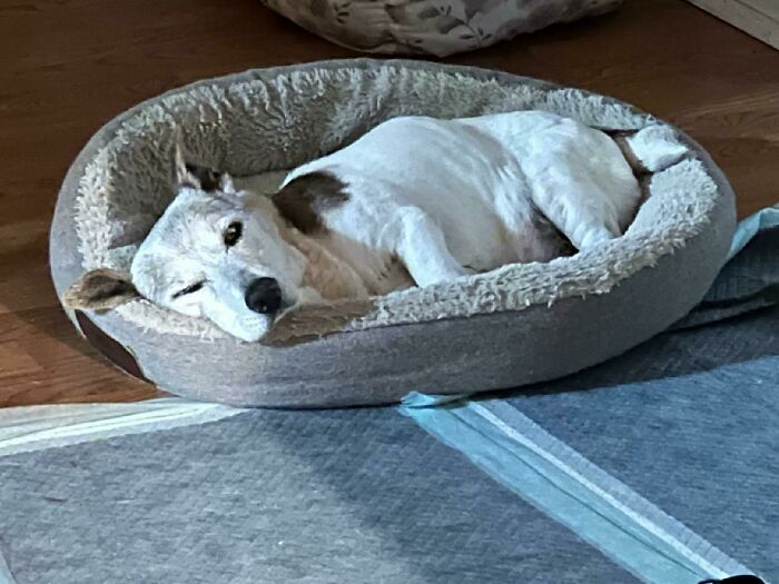 This Is Reggie. She's 18. She's Earned Her Naps