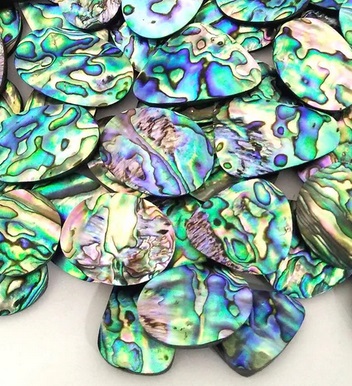 Abalone-shells-6303dfc1108e4.jpg