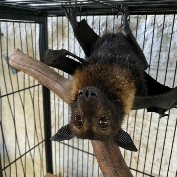 A Spectacled Flying Fix In Care After The Ingham Heatwaves