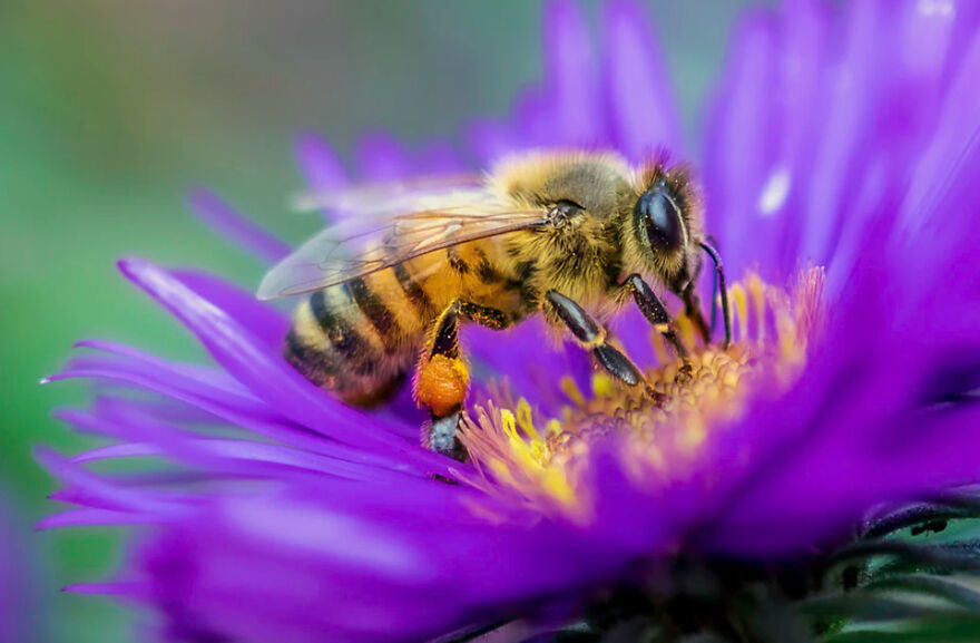 Bees, The Most Necessary Creature Known To Man.