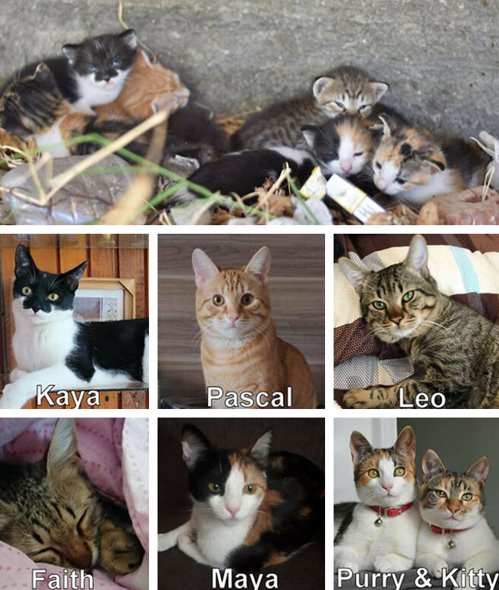 Encontré a esta camada de 8 gatitos en julio de 2020. ¡Estos son ellos ahora!