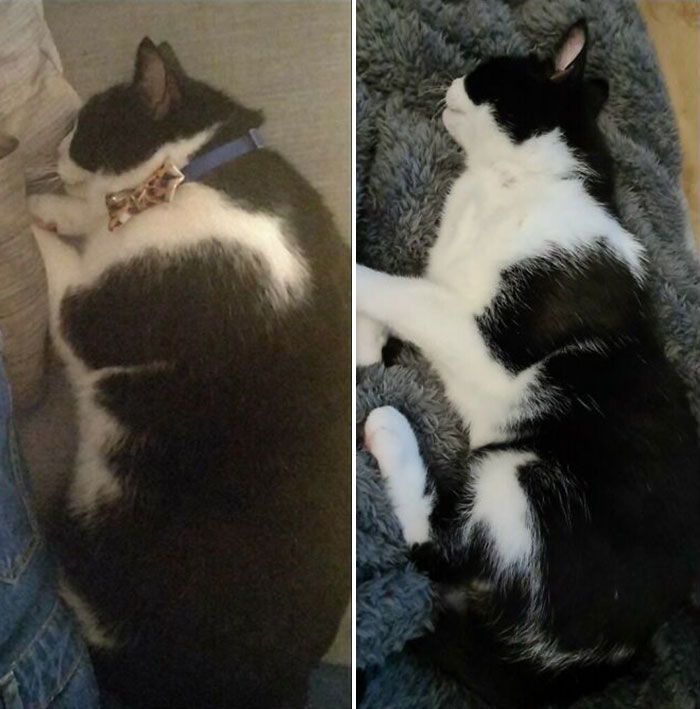 My Adopted Boy, Trouble, Was A Bit Large When We Got Him, He's Finally At A Healthy Weight!