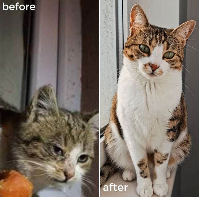Before & After Adoption; Our Lovely Princess, Kimchi