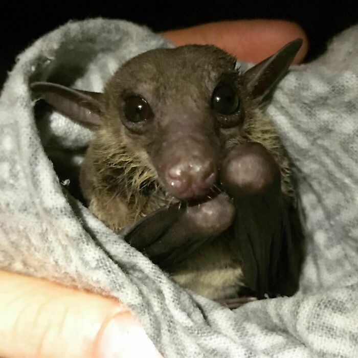 That Time I Caught Yoda