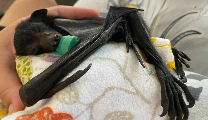 Tiny 70 Gram Girl Adjusting Well After Coming Into Care