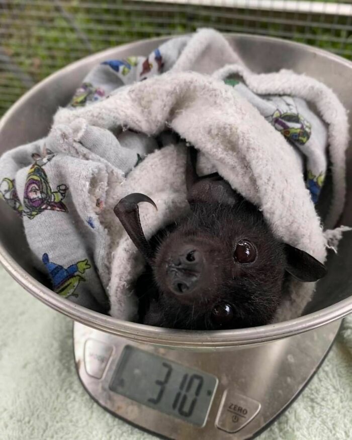 Bat In A Bowl