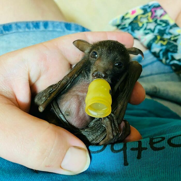 Baby Bat