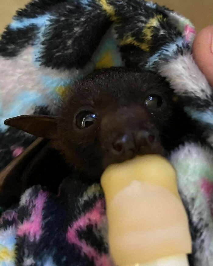 This Very Cute Little Red Boy Drinking His Bottle