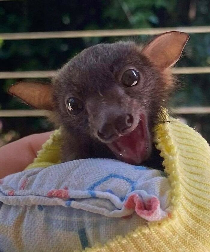 Look At This Happy Little Red Baby