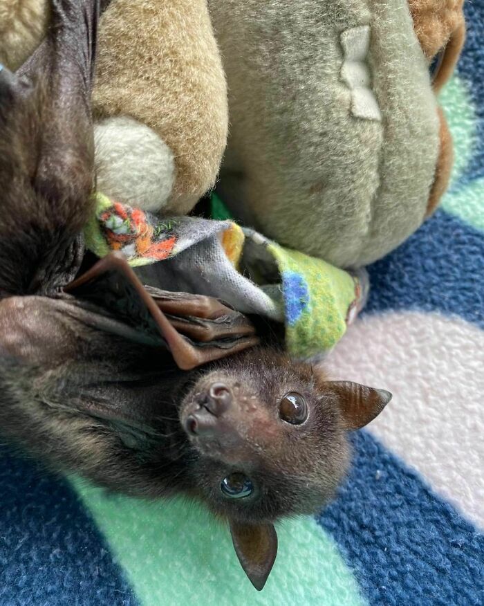 Little Red Baby With A Teddy For Comfort