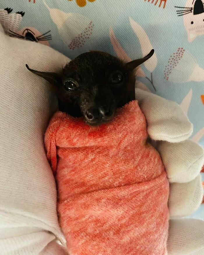 Snug As A Bug In A Rug