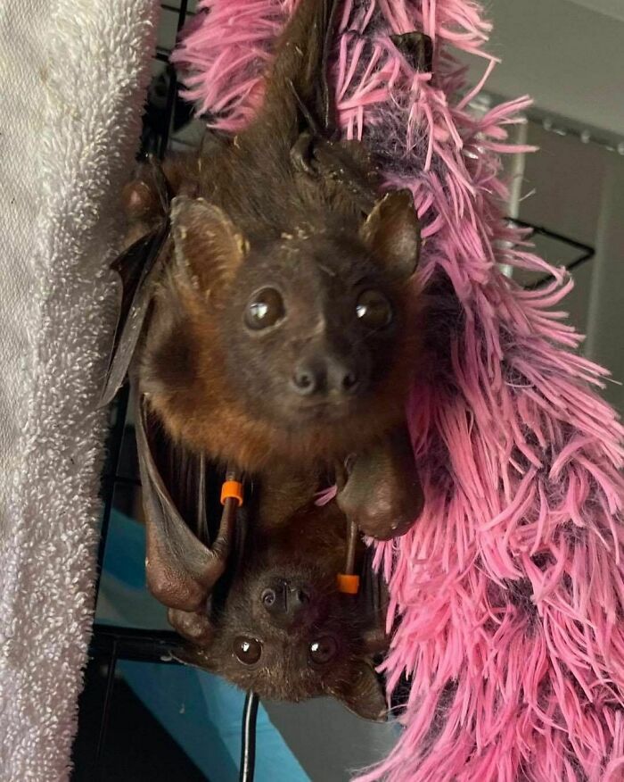 Little Red Babies Looking Awfully Cute. Not Long Until There In The Crèche Cage