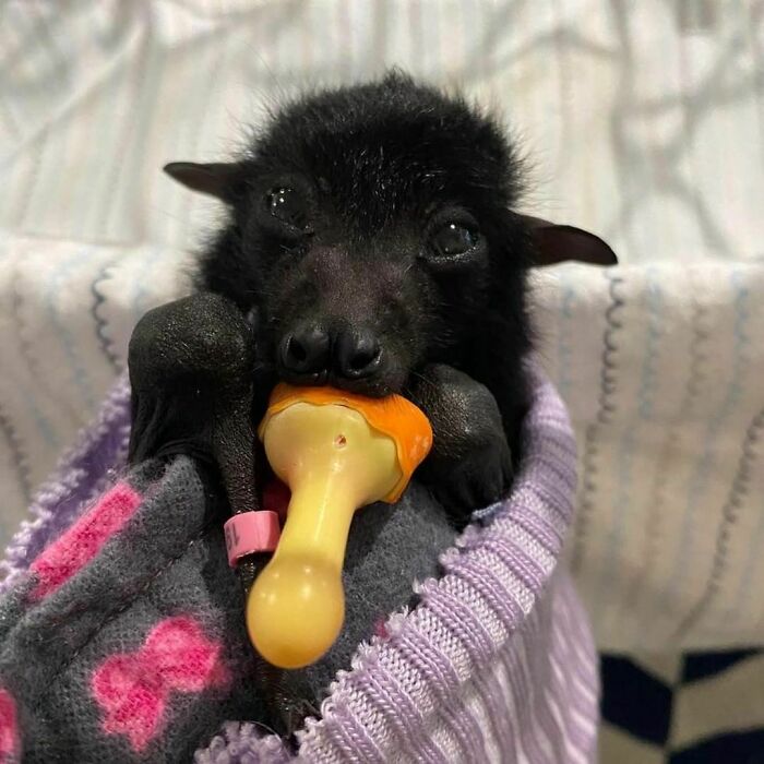 Ever So Cute And Innocent