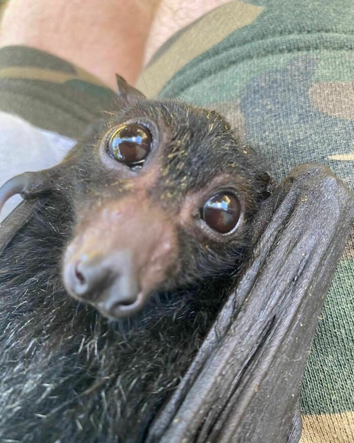 Honest Mr. “I Just Want The Fruit”