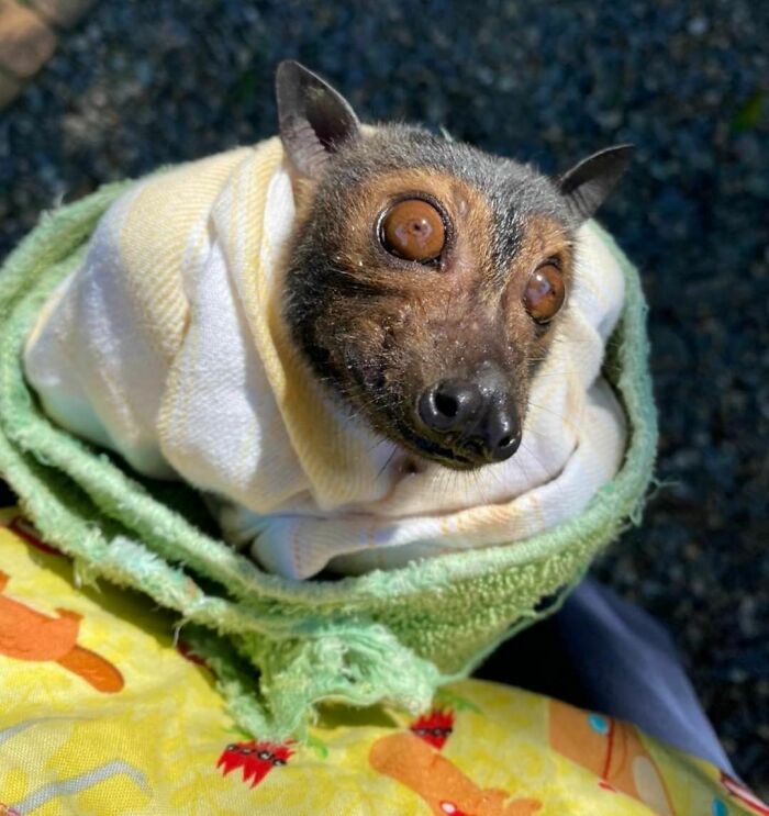 Did You Know Flying Fox Have Raised, Outwards Facing Nostrils To Help Funnel Away Any Wayward Juice As They Are Munching On Fruit?