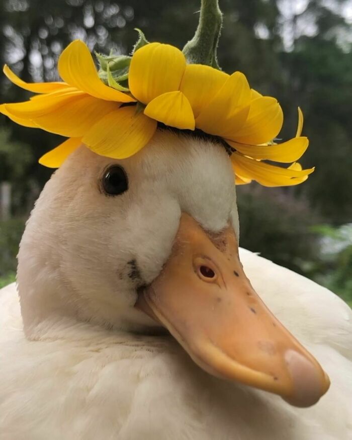 A Sun Hat For A Fluffy Duck