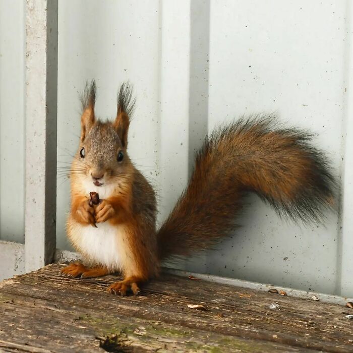 Welcome To The Balcony Baby Squirrel 2022