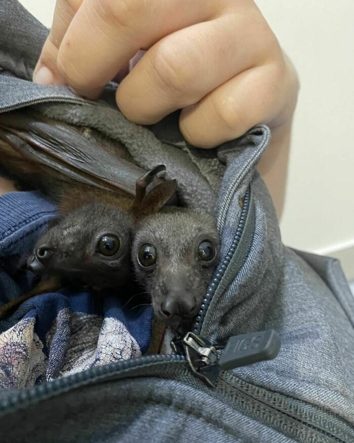 We Hope You Are Staying Warm And Dry Like These Little Batties