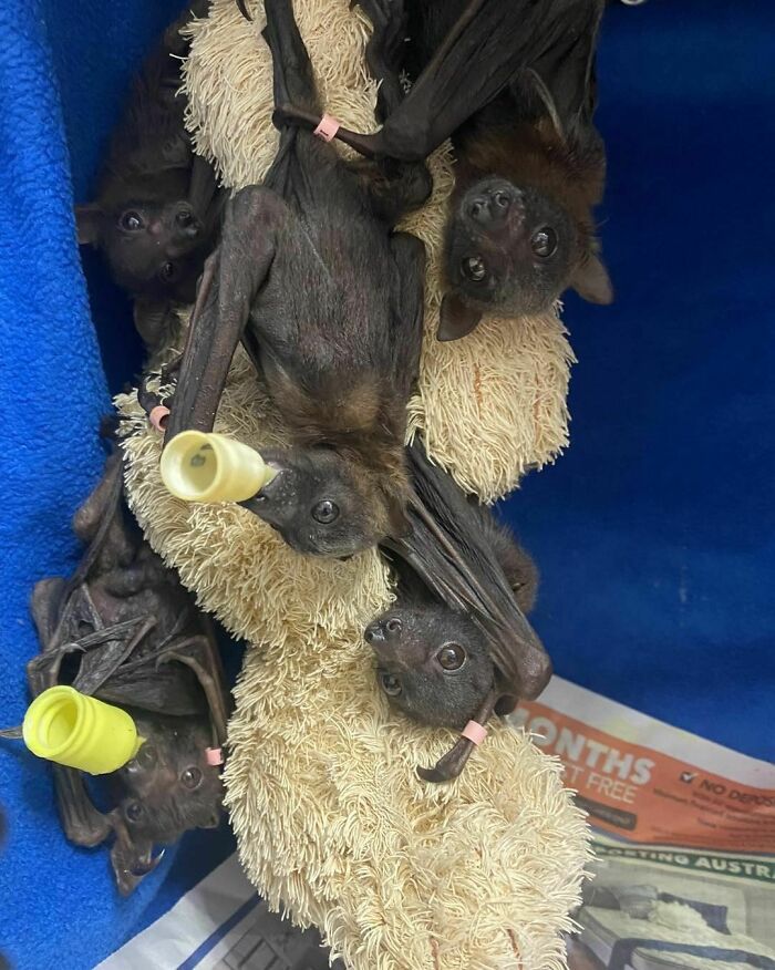 Bats Of The Same Leather Flock Together