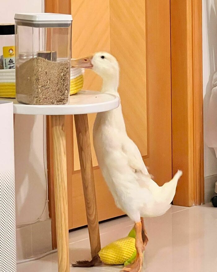 Very Hungry Ducky