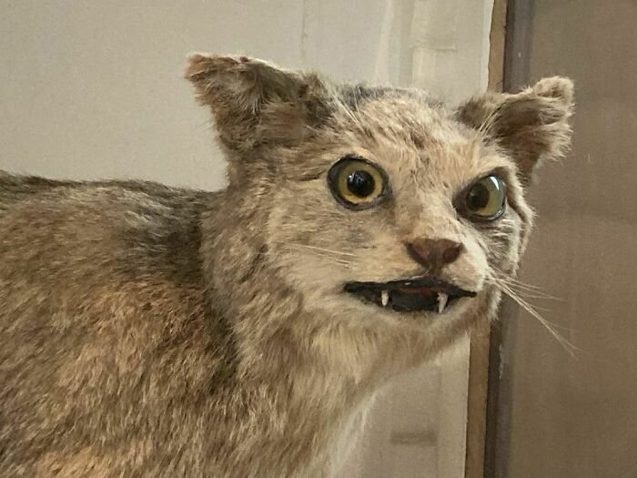 Taxidermy Fail. A Little Something In The Eyes