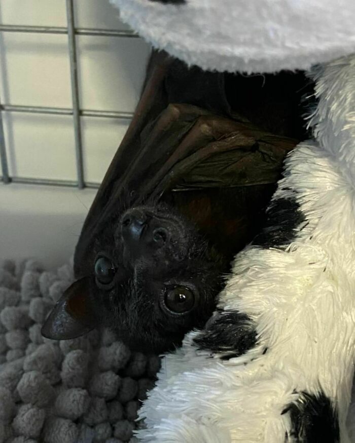 All Snuggled Up And Warm In The Incubator