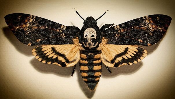 Death-Head-Moth-6307683c4bbe1.jpg