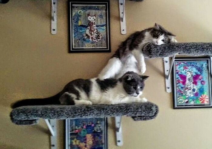 Just Another Lazy Day On The Cat Shelves