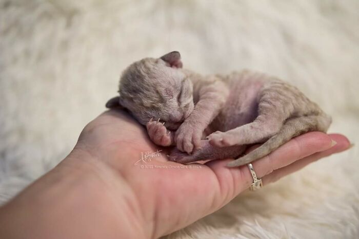 Baileys - 5 Day Old Devon Rex Kitten