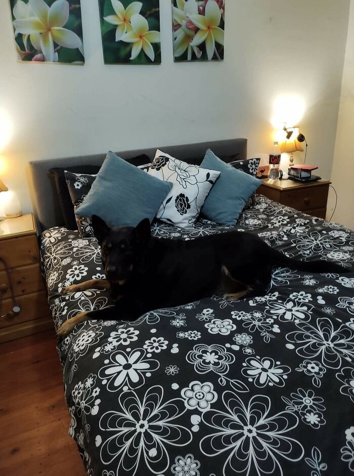 Check Out My Amazing Op-Shop Bargain Purchase. Quilt Cover With Matching Pillow Cases. Add An Additional Find Of 3 Accessory Pillows = Total Cost $13.50. They Threw In The Dog For Free (Kidding- It's Just My Gorgeous Kenny)
