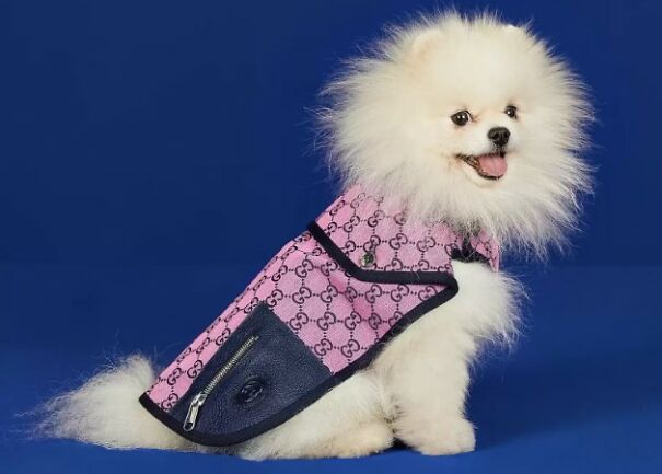 Furry Fashion: Gucci Debuts Chic New Clothing Line for Pets