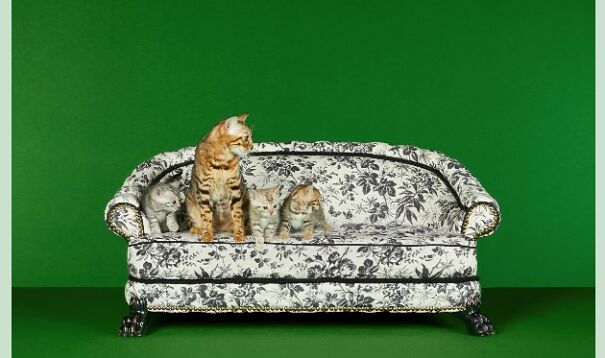 Gucci Released A Fancy Clothing And Accessories Line, And It's Lavish