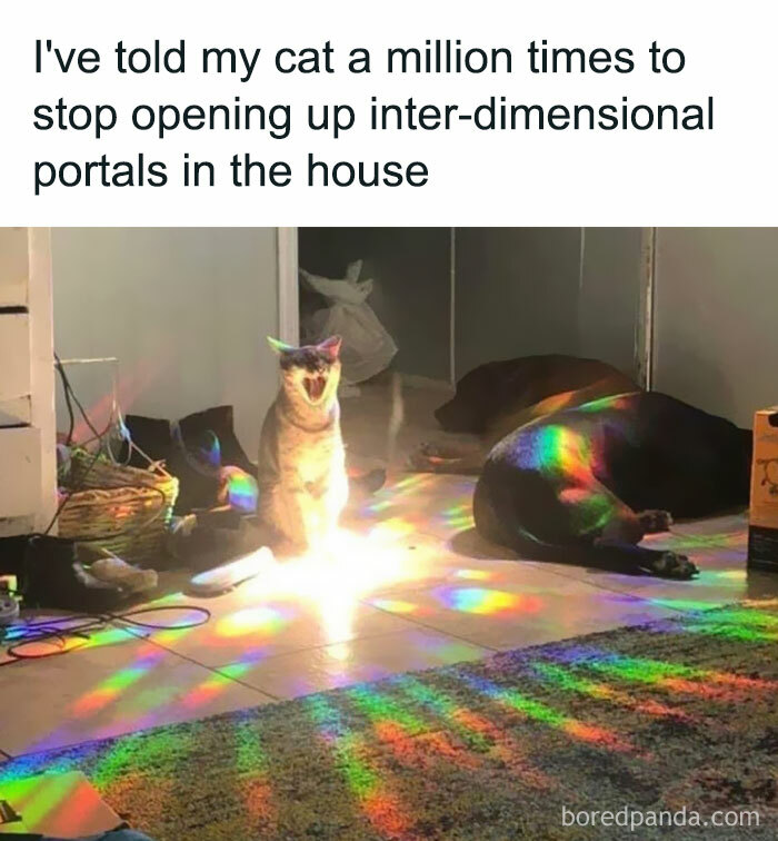 Interdimensional Cat Xd Lmao