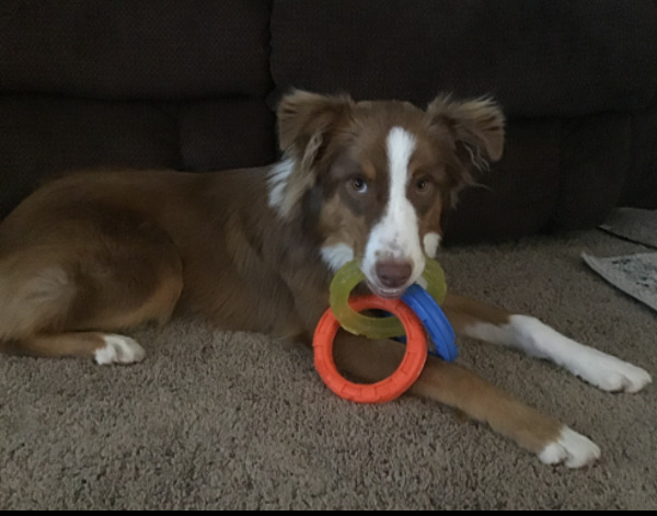 Hey Pandas, Post A Picture Of Your Pet