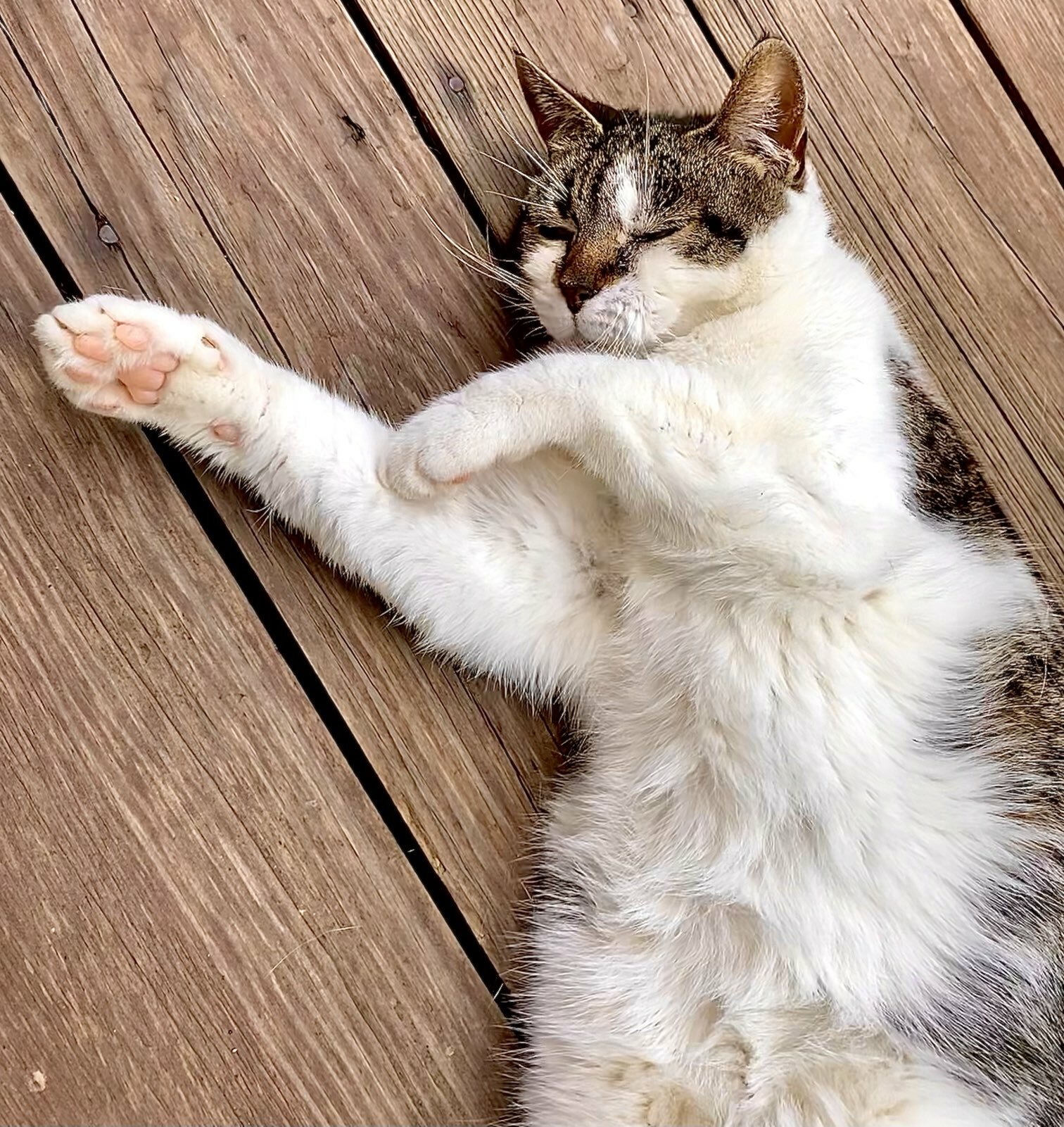 Hey Pandas, Share Favorite Pictures Of Your Pets!