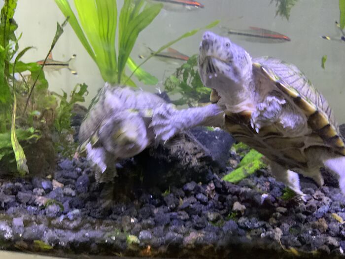 My Pet Turtles Alice And Arthur (I Am Only Posting This Because I Have To Post A First Image Before Bp Lets Me Submit Challenge