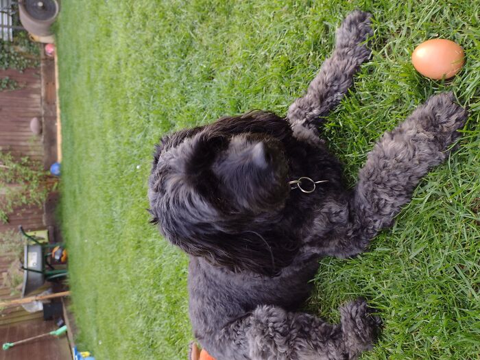 So You Know They Say "Give A Dog An Egg And They'll Know What To Do With It".. Well It's Right! She Was So Upset When I Had To Take It