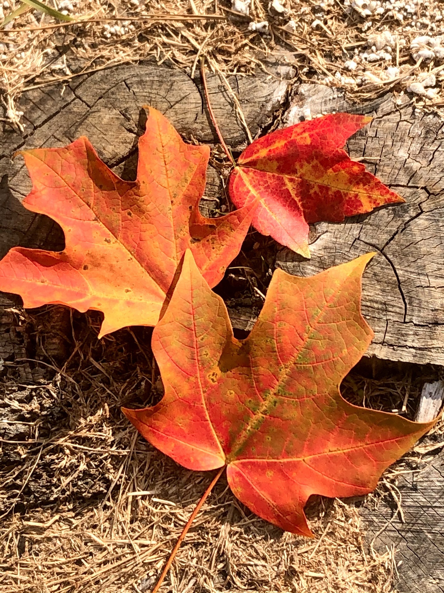 Hey Pandas Show Us Your Favorite Or Award Winning Photo