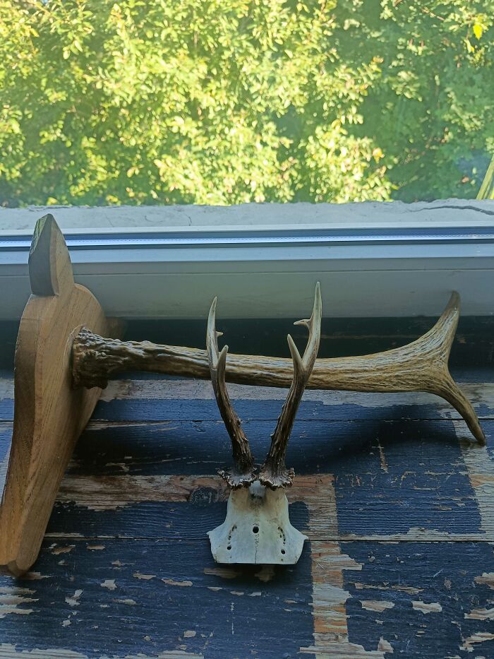 These Antlers That I Called Horns
