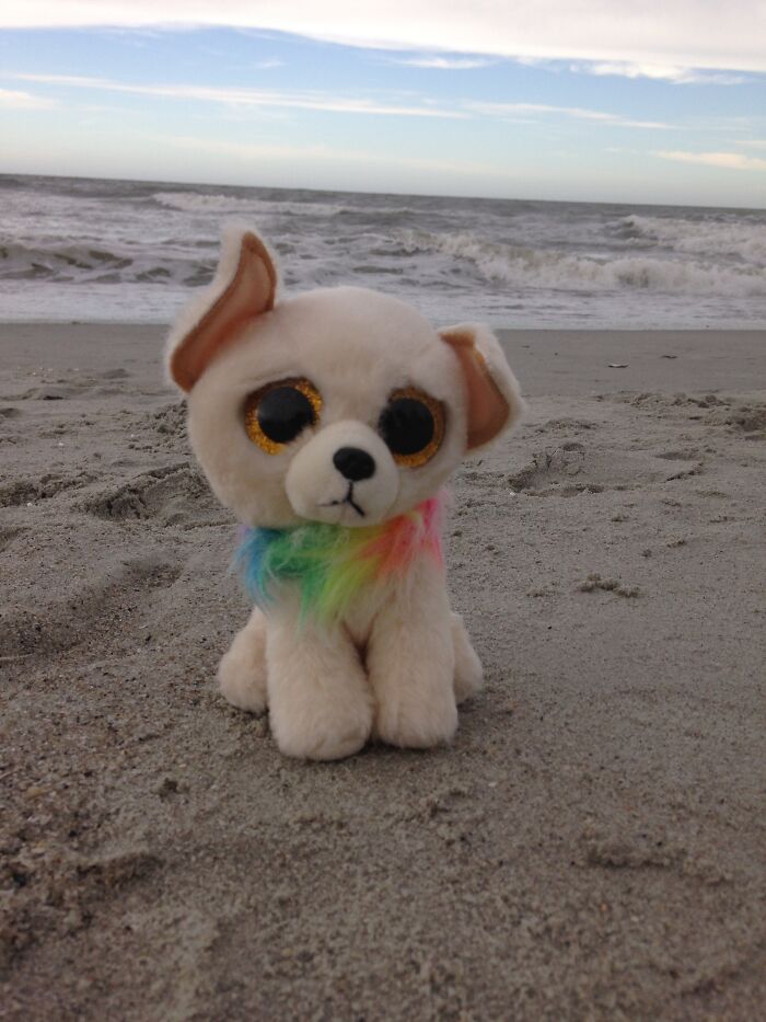 I Know It's Cheesy... But Here's Paco The Beanie Boo At Myrtle Beach