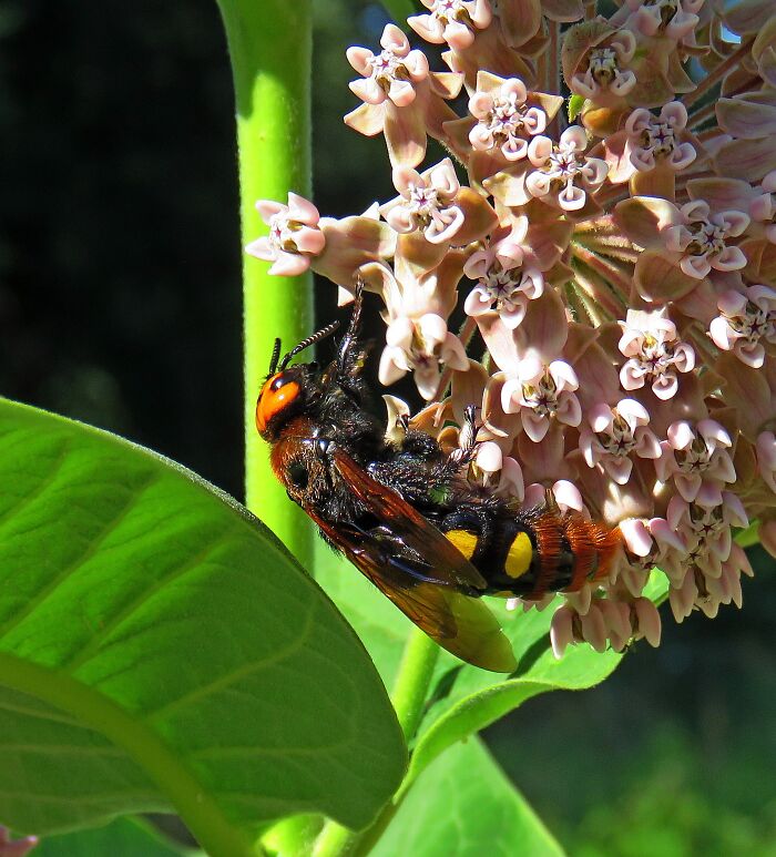 Taken In July Of This Year, Embankment By The River, On Milkweed, Central-Eastern Europe