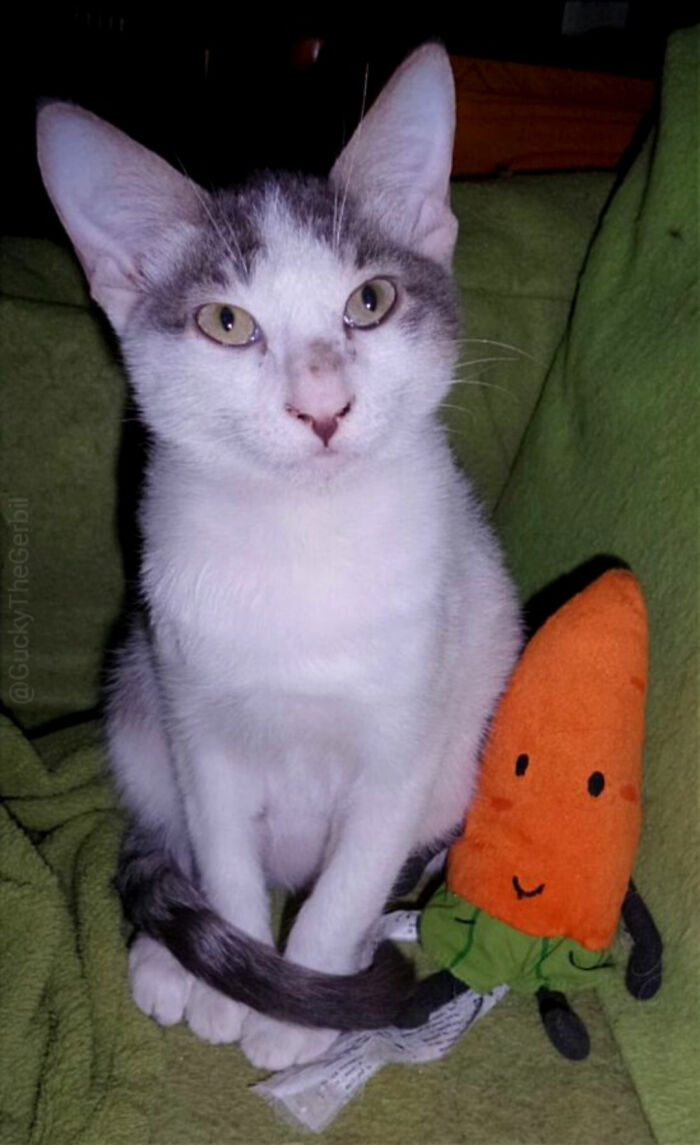 Favorite Pic Of Little Airport With His Favorite Toy Carrot