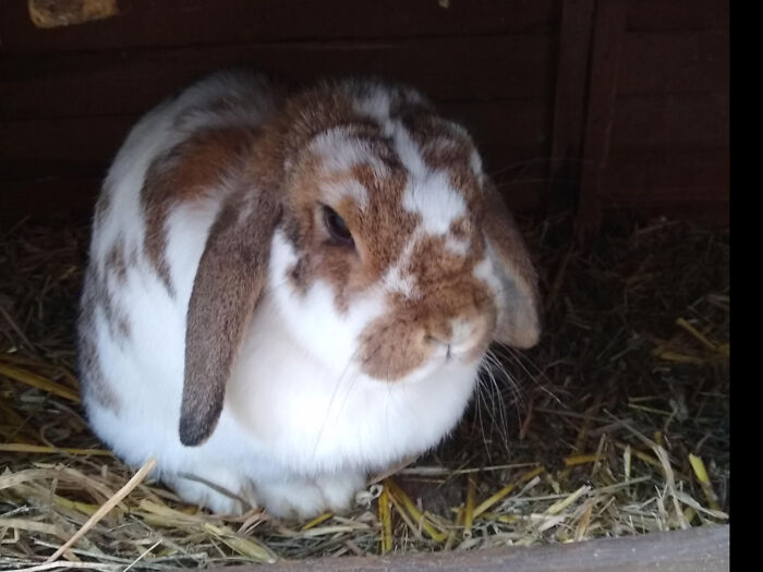 My Bunny Learned To Pose For The Camera😍😂